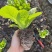 娃娃菜苗金娃娃菜苗/大娃娃菜苗基地现挖现发量大从优