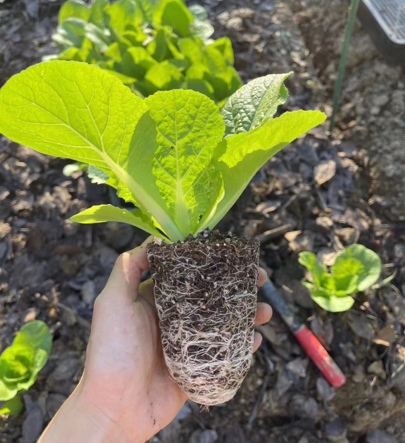 娃娃菜苗金娃娃菜苗/大娃娃菜苗基地现挖现发量大从优