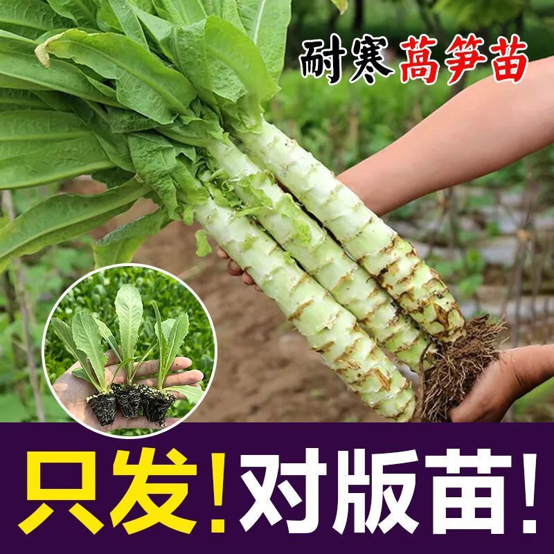 三青皮莴笋苗/现挖青莴笋苗/抗病高产/秋冬耐寒成活率高