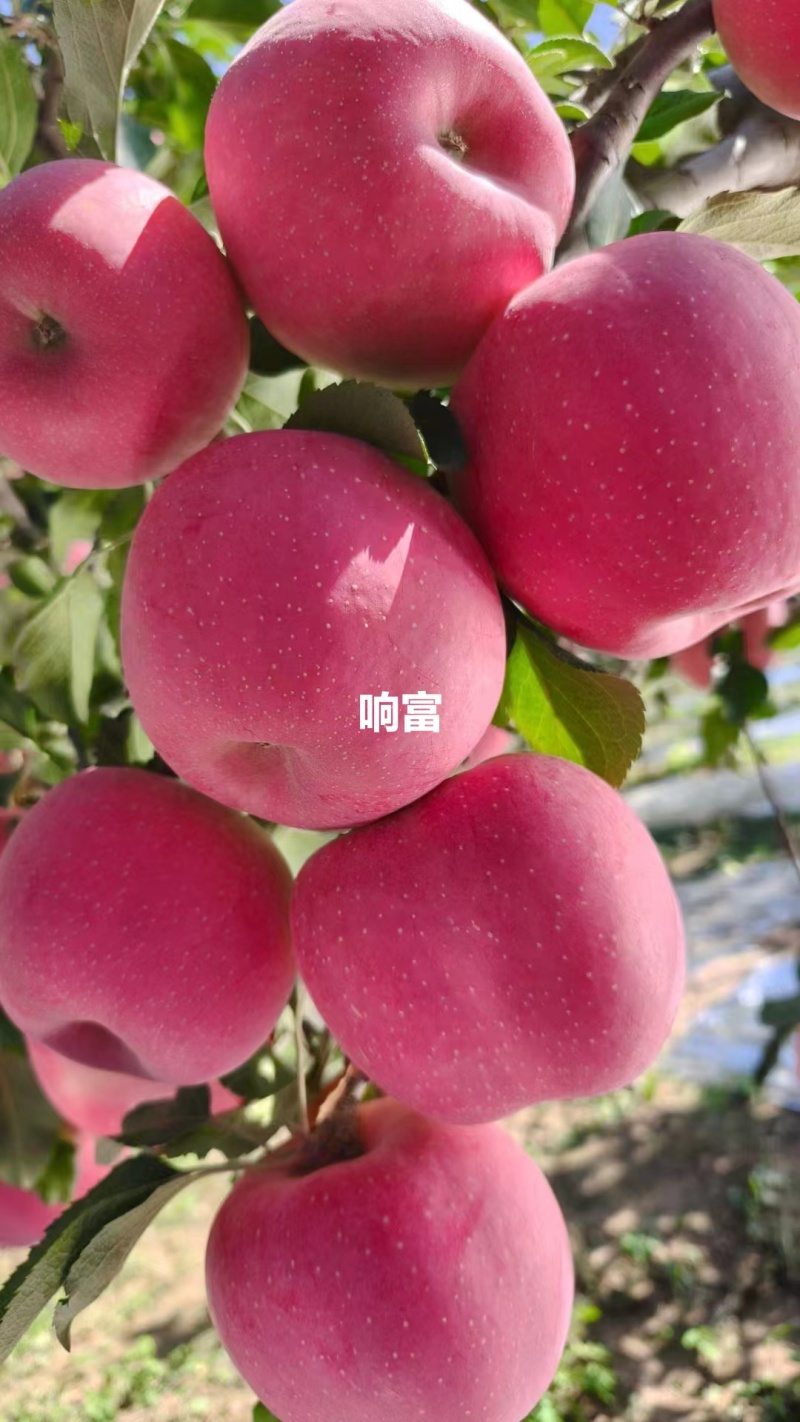 延安市洛川苹果，脆甜多汁口感好
