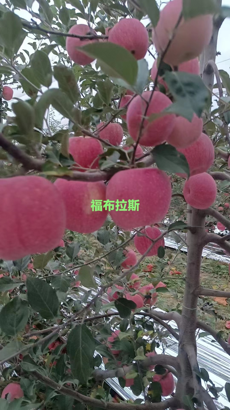 延安市洛川苹果，脆甜多汁口感好