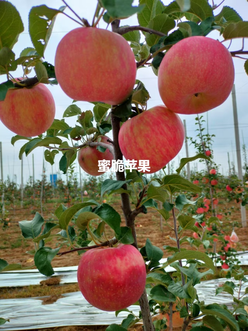 延安市洛川苹果，脆甜多汁口感好
