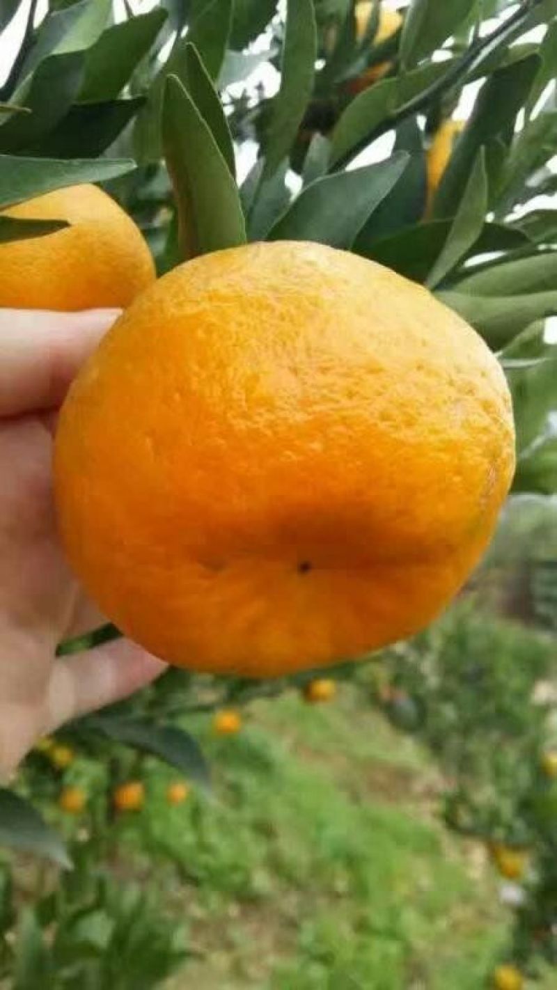 椪柑（芦柑），南丰蜜橘产地批发货源充足看货定园现场采摘