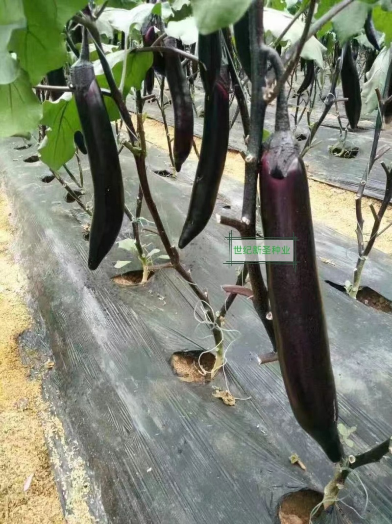 嫁接长茄苗早熟顺直根系发达抗病性强黑亮耐热大龙长茄苗