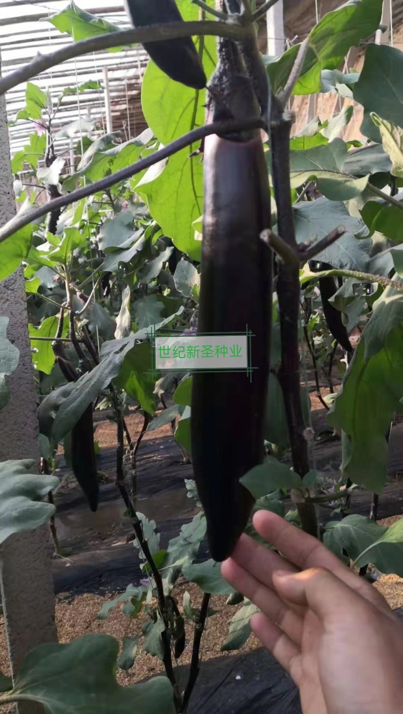 嫁接长茄苗早熟顺直根系发达抗病性强黑亮耐热大龙长茄苗