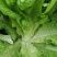 莴笋种子大莴莴叶用莴笋耐抽苔香甜脆柔软可口四季可种