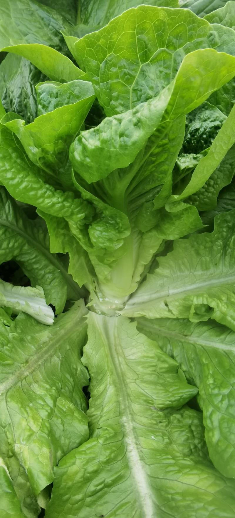 莴笋种子大莴莴叶用莴笋耐抽苔香甜脆柔软可口四季可种