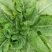 莴笋种子大莴莴叶用莴笋耐抽苔香甜脆柔软可口四季可种