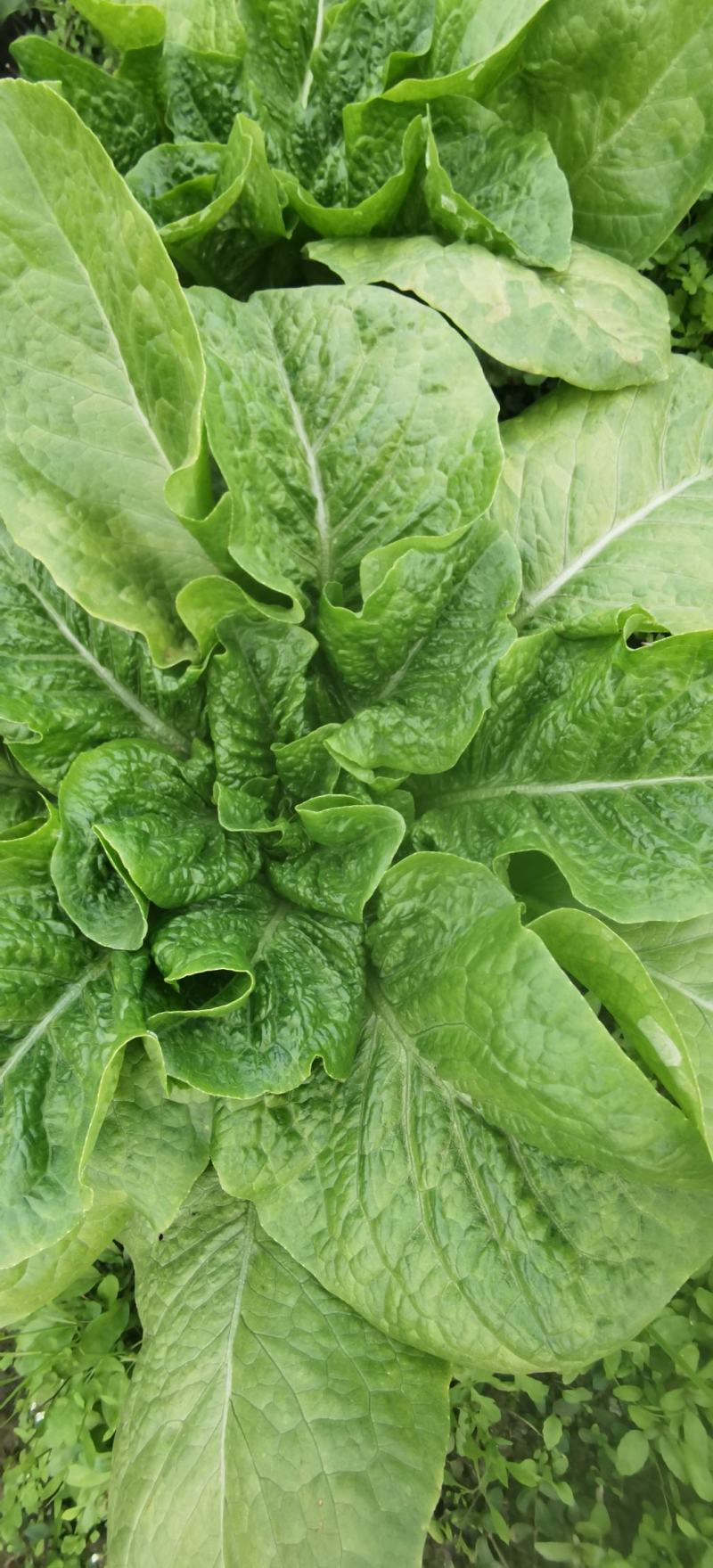 莴笋种子大莴莴叶用莴笋耐抽苔香甜脆柔软可口四季可种