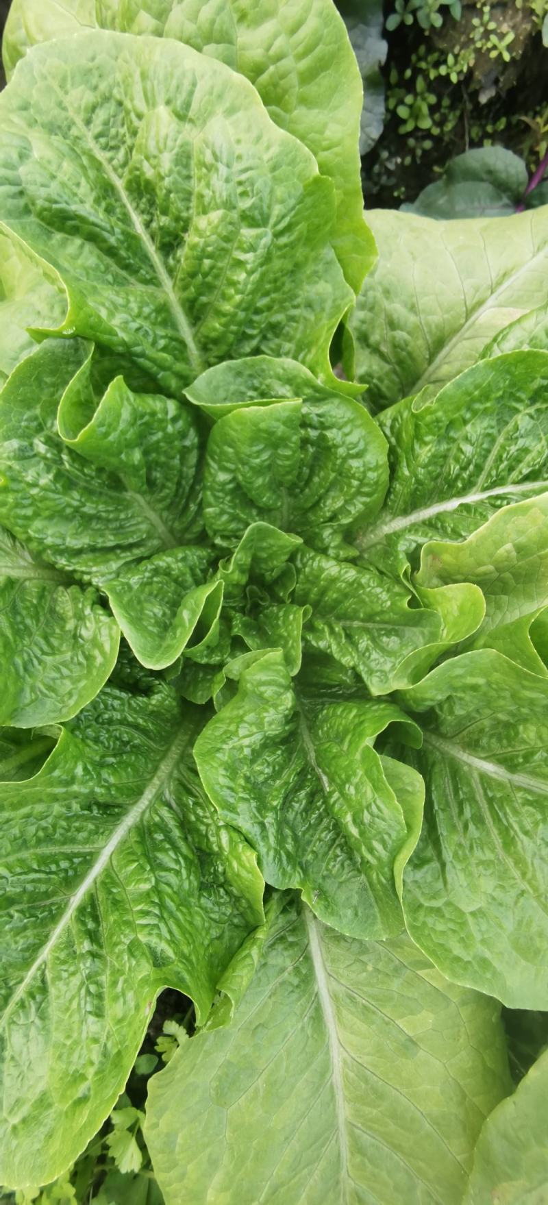 莴笋种子大莴莴叶用莴笋耐抽苔香甜脆柔软可口四季可种