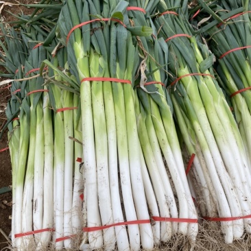 大量批发章丘高白甜脆大葱毛葱