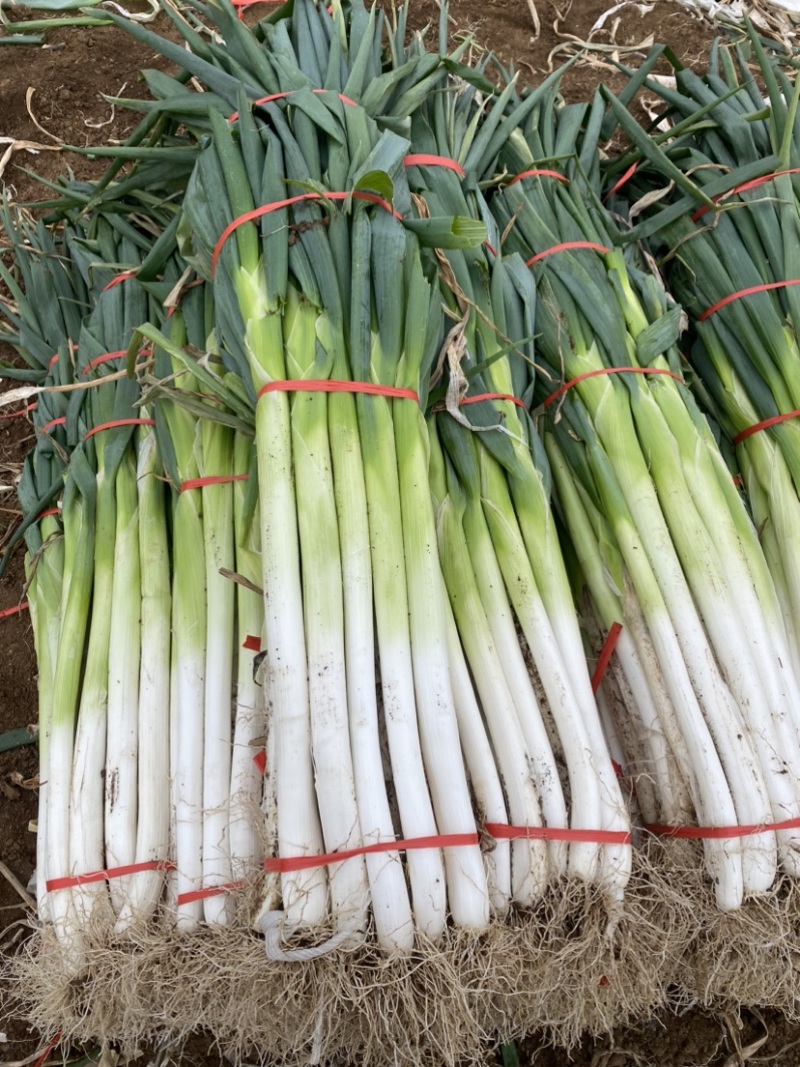 大量批发章丘高白甜脆大葱毛葱