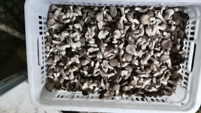 小黑平菇商品菇