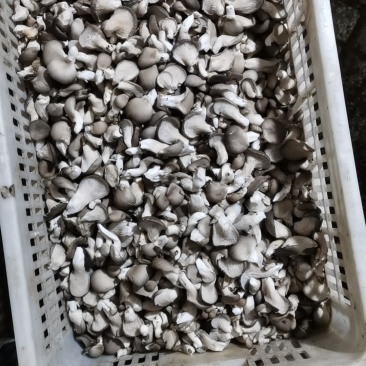 小黑平菇商品菇