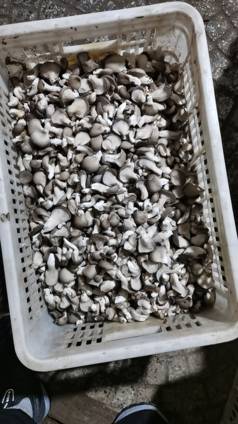 小黑平菇商品菇