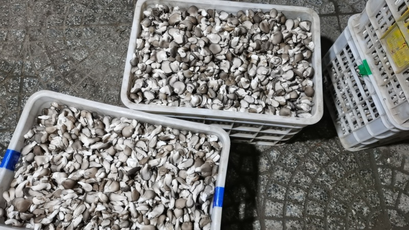 小黑平菇商品菇