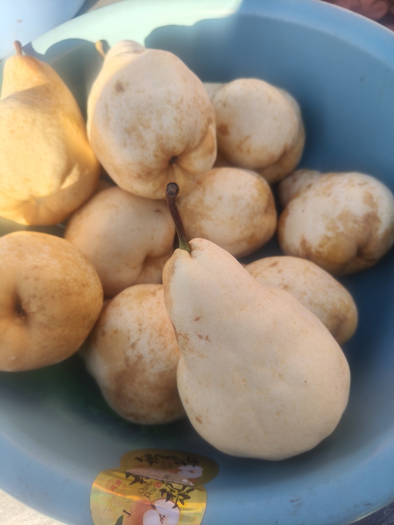 佛手梨冷库货，脆甜。具有奶香味。价格美丽。需要的联系我