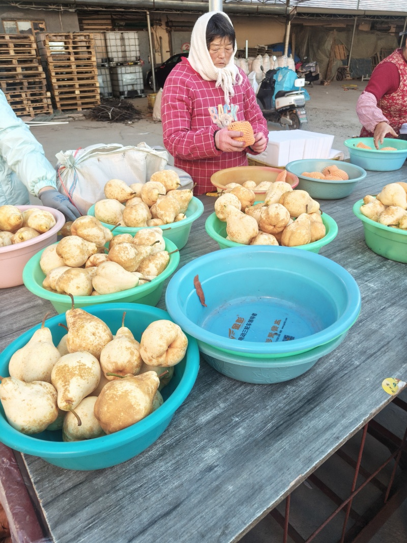 佛手梨冷库货，脆甜。具有奶香味。价格美丽。需要的联系我