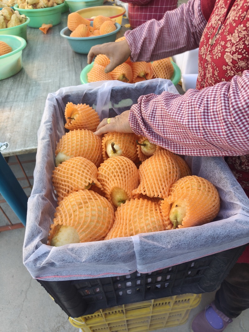 佛手梨冷库货，脆甜。具有奶香味。价格美丽。需要的联系我