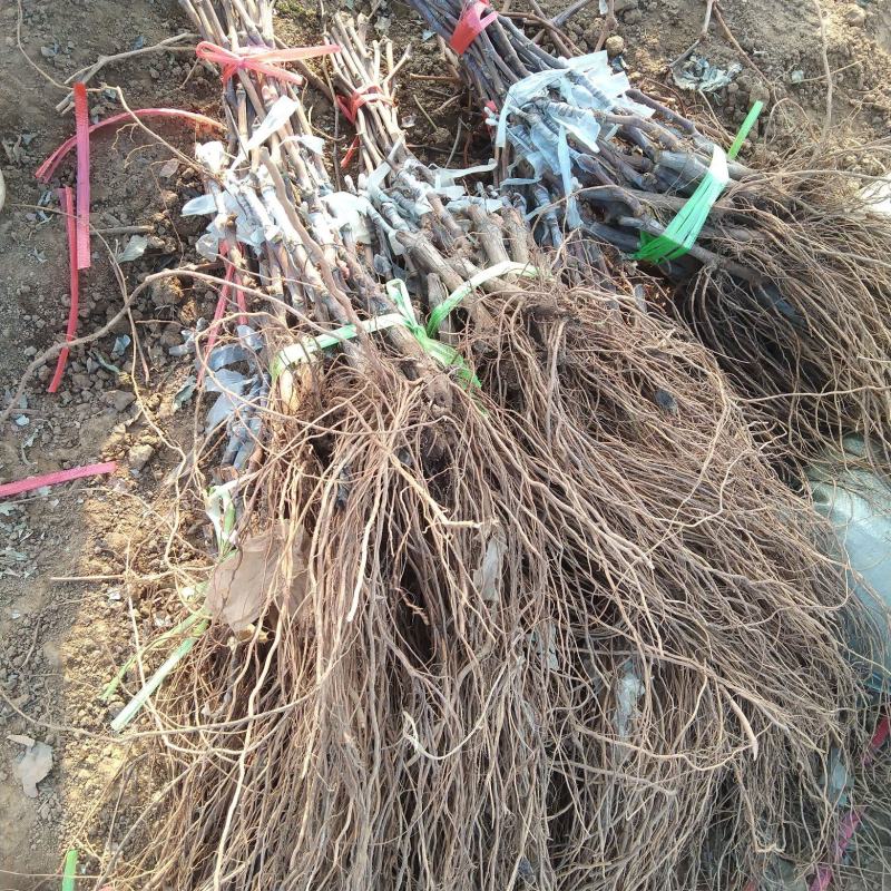 [标题]绍兴九号葡萄苗,特早熟无核大粒抗病浓香脆甜不裂果
