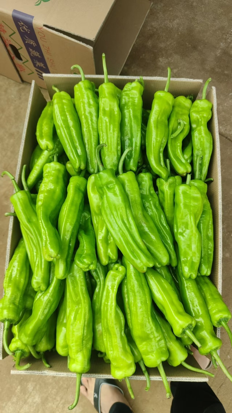 【精品】广东大螺丝椒，龙椒，薄皮椒，等盖蓬种植！