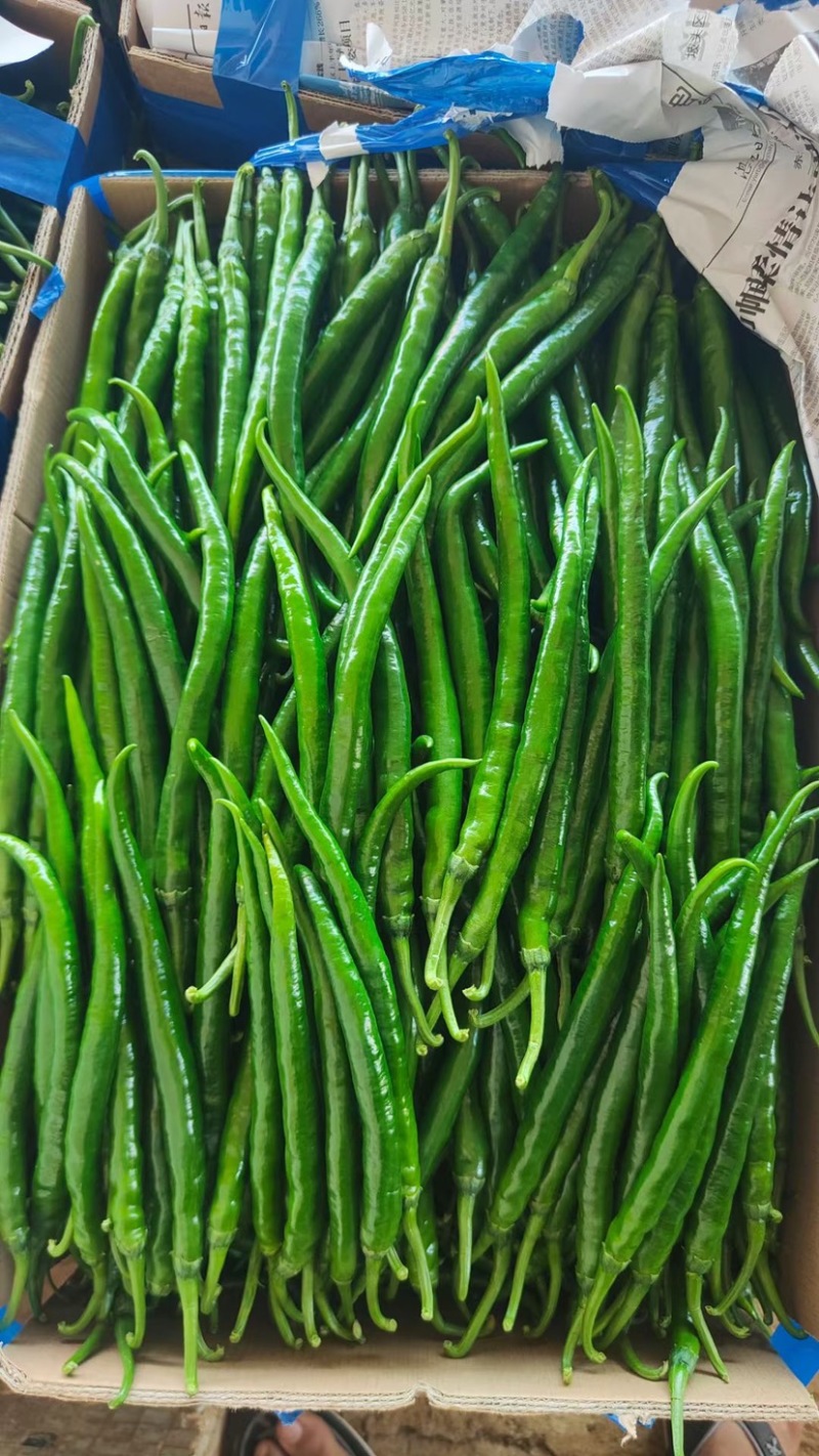 【精品】广东大螺丝椒，龙椒，薄皮椒，等盖蓬种植！
