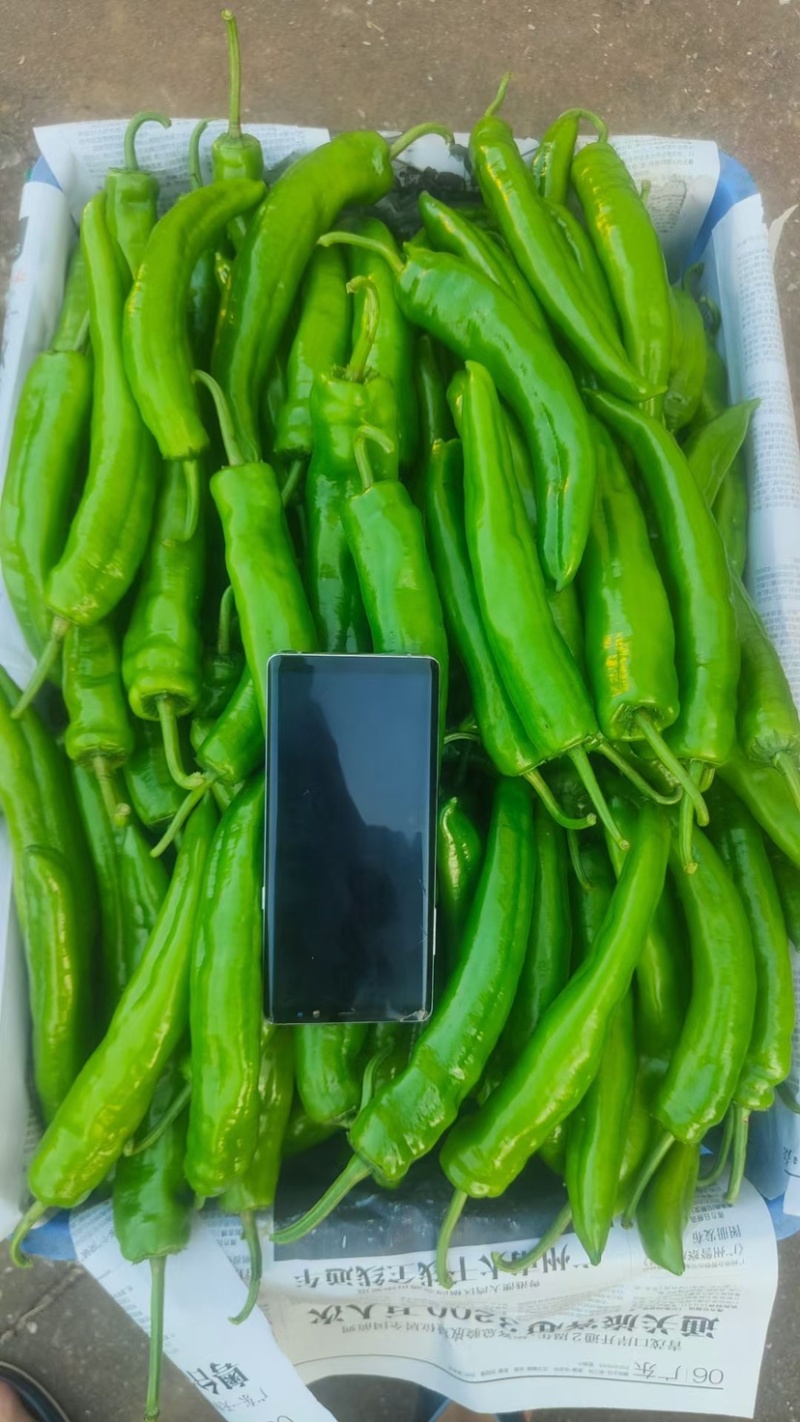 【精品】广东大螺丝椒，龙椒，薄皮椒，等盖蓬种植！