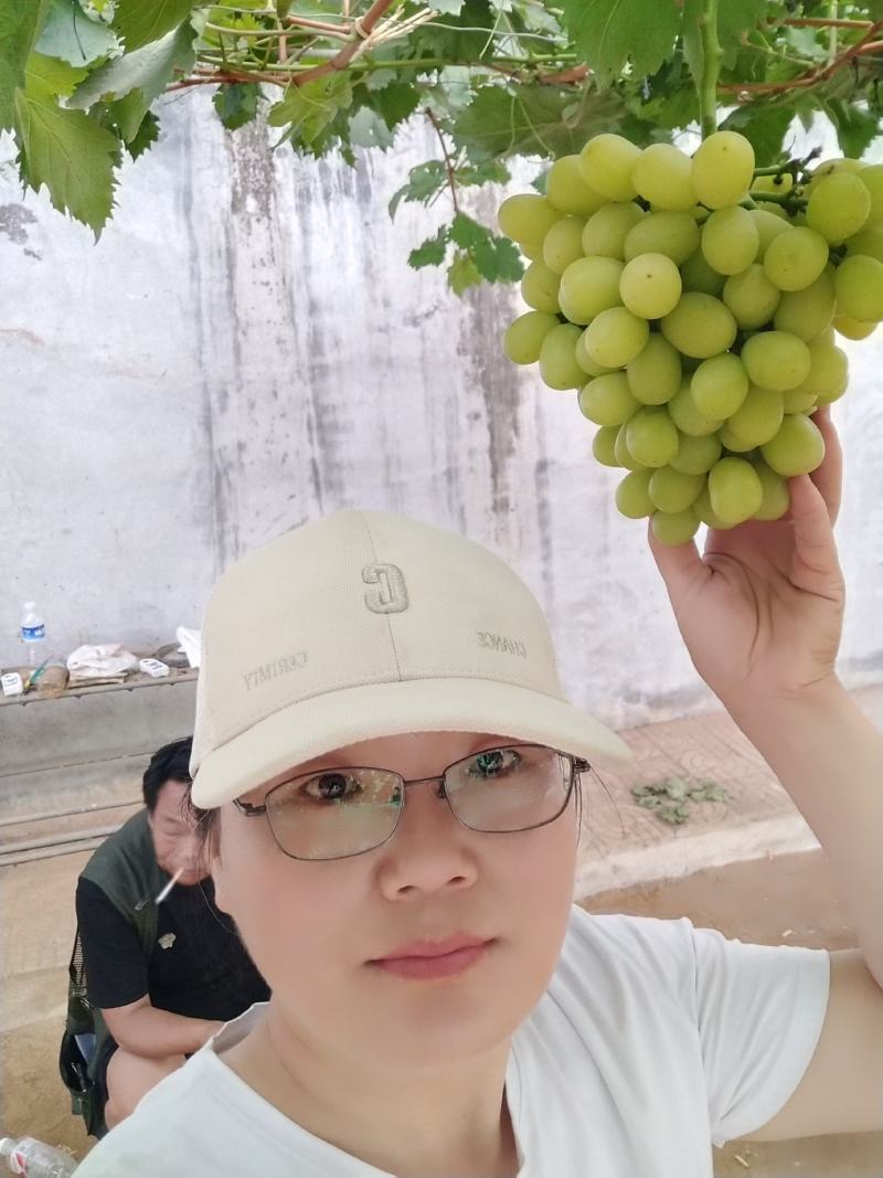 [标题]绍兴九号葡萄苗,特早熟无核大粒抗病浓香脆甜不裂果