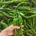 【精品】广东大螺丝椒，龙椒，薄皮椒，等盖蓬种植！