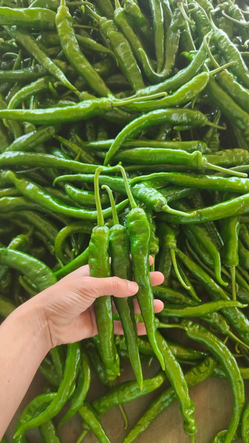 【精品】广东大螺丝椒，龙椒，薄皮椒，等盖蓬种植！