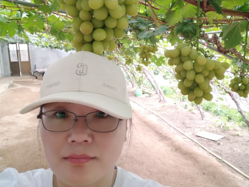 [标题]绍兴九号葡萄苗,特早熟无核大粒抗病浓香脆甜不裂果