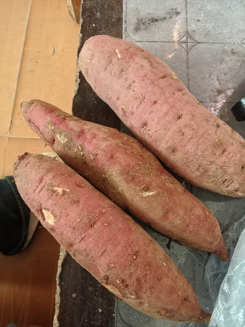 玛莎丽红瑶蜜薯产地直发，欢迎有实力的老板联