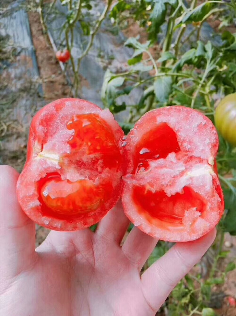 海阳草莓/普罗旺斯西红柿交易市场（免收代办费）