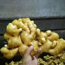 [推荐]山东生姜，产地大黄姜货源充足，全国发货，