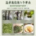 湖南张家界杜仲雄花杜仲熊花泡茶