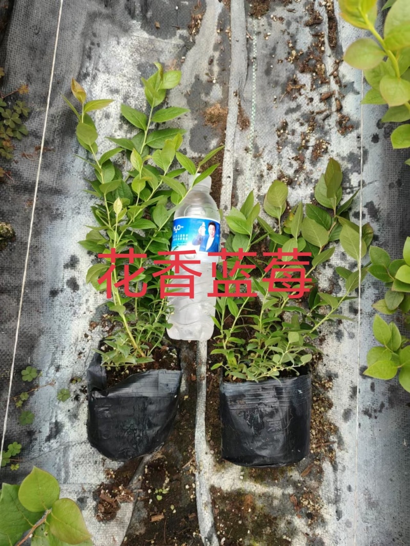 耐寒品种，基地批发种保证量大优惠
