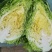 牛心包菜牛心头牛心甘蓝湖北甘蓝产地发货一手货源
