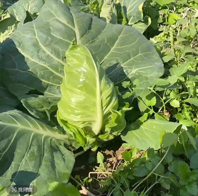 牛心包菜牛心头牛心甘蓝湖北甘蓝产地发货一手货源