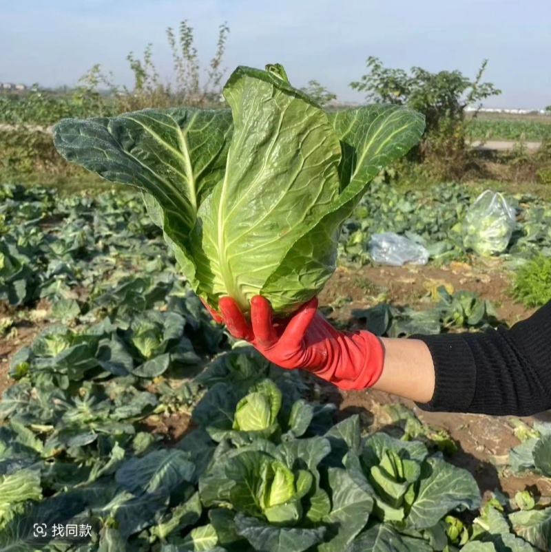 牛心包菜牛心头牛心甘蓝湖北甘蓝产地发货一手货源