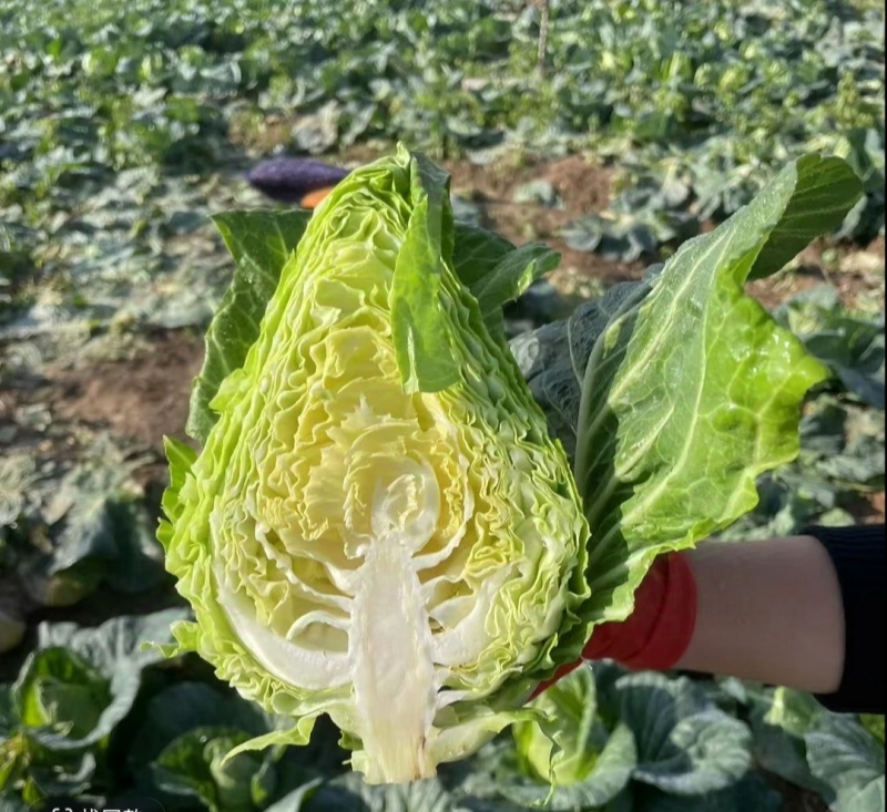 牛心包菜牛心头牛心甘蓝湖北甘蓝产地发货一手货源