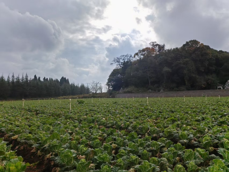精品小娃娃菜产地直发对接全国量大从优质量保证欢迎咨询