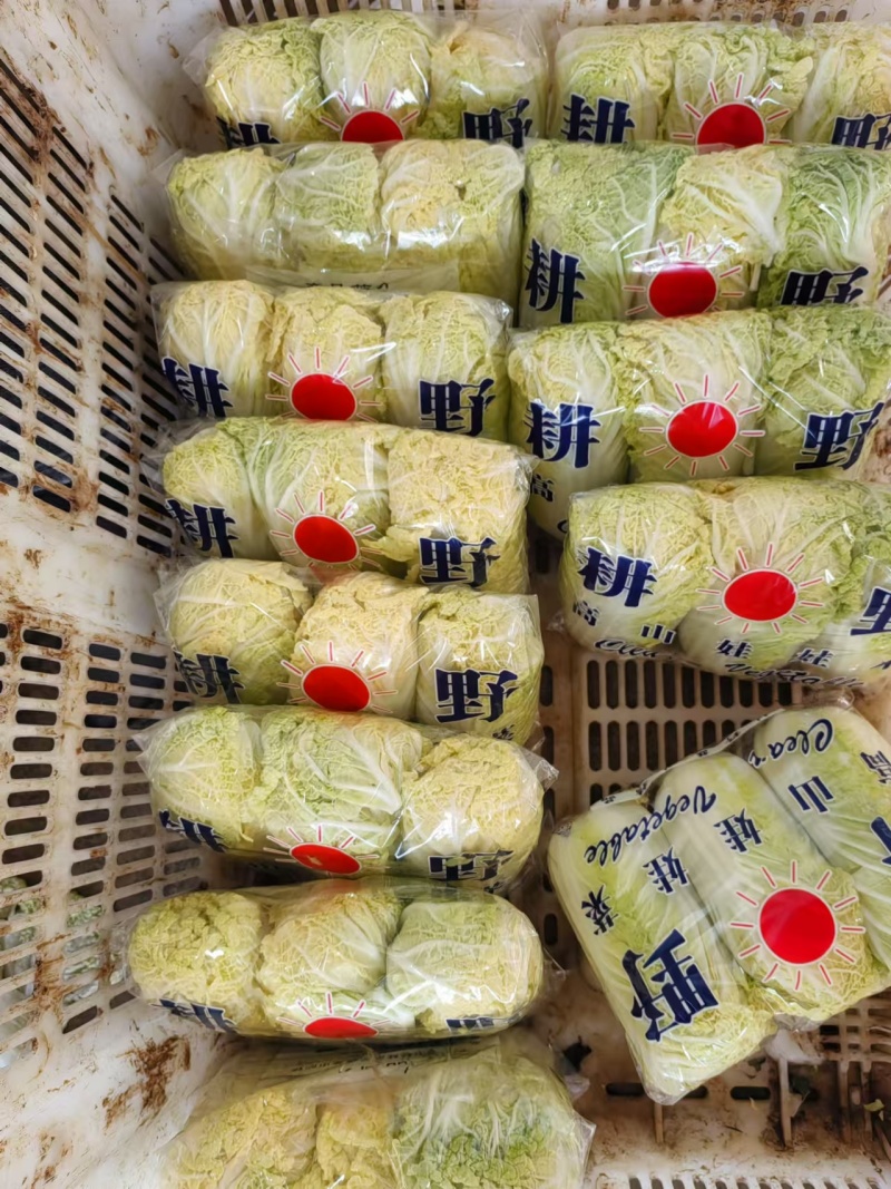 精品小娃娃菜产地直发对接全国量大从优质量保证欢迎咨询