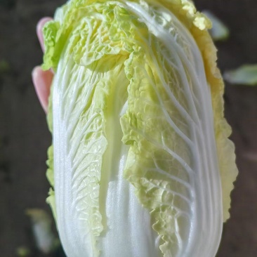 精品大娃娃菜一手货源量大从优质量保证诚信经营欢迎咨询