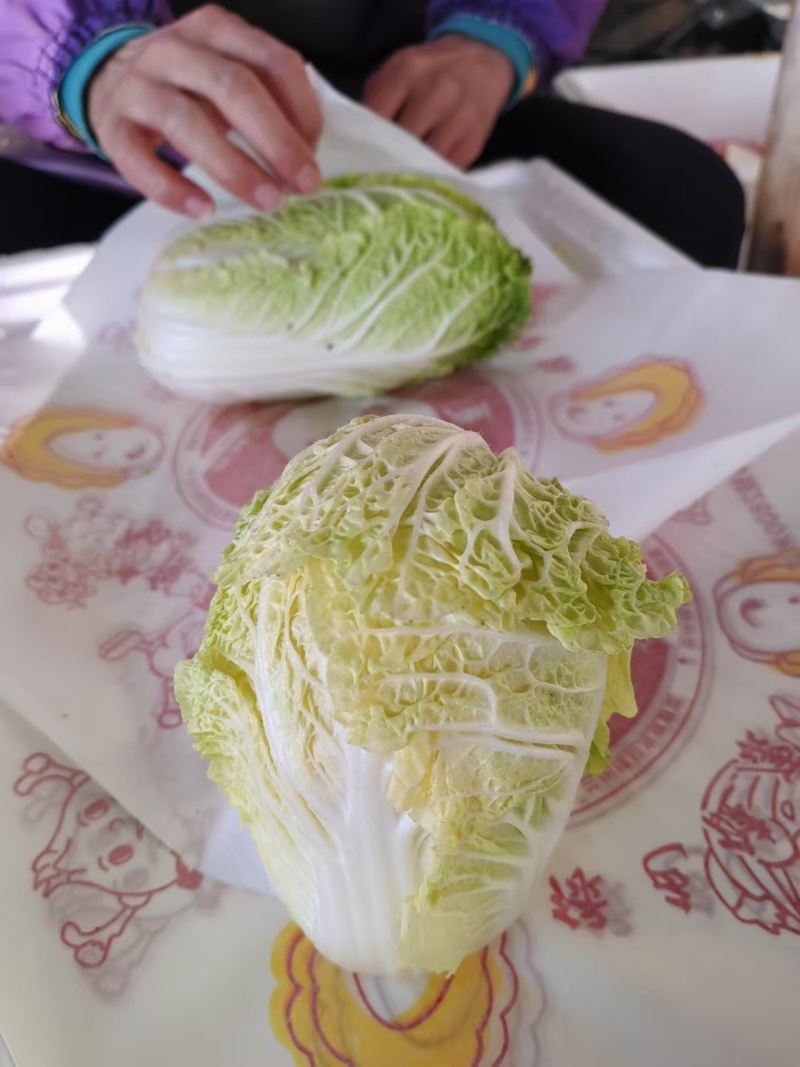 精品大娃娃菜一手货源量大从优质量保证诚信经营欢迎咨询