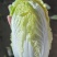 精品大娃娃菜一手货源量大从优质量保证诚信经营欢迎咨询