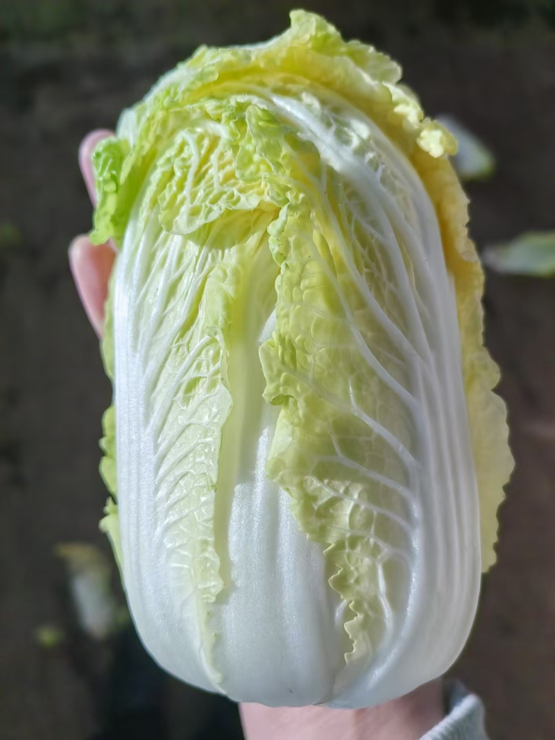 精品大娃娃菜一手货源量大从优质量保证诚信经营欢迎咨询