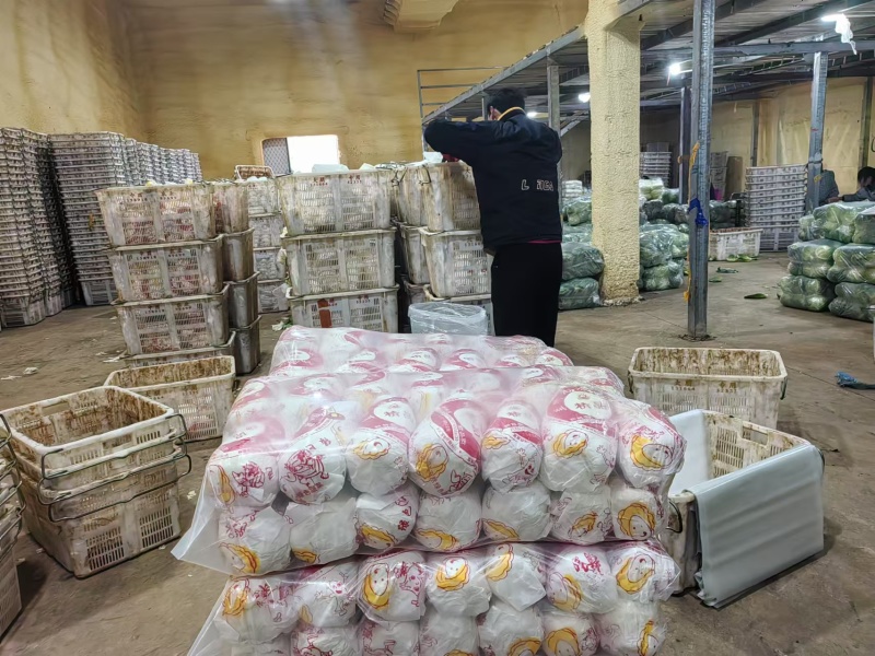 精品大娃娃菜一手货源量大从优质量保证诚信经营欢迎咨询