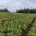 精品大娃娃菜一手货源量大从优质量保证诚信经营欢迎咨询