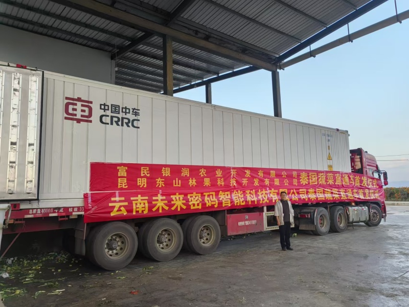 精品大娃娃菜一手货源量大从优质量保证诚信经营欢迎咨询