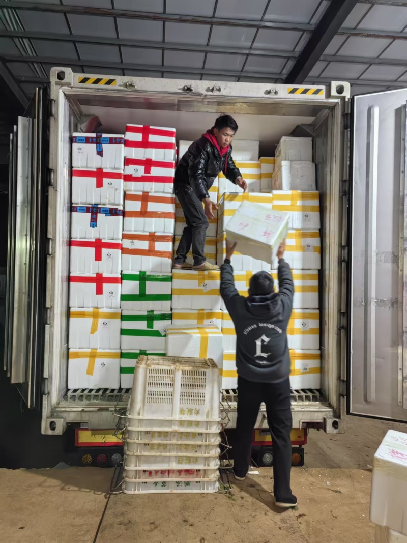 精品大娃娃菜一手货源量大从优质量保证诚信经营欢迎咨询